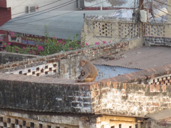 Monkeys on the rooftop in Agra